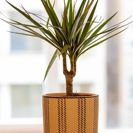 Yellow - Tsimiski & Aristotle Center Appartamento *